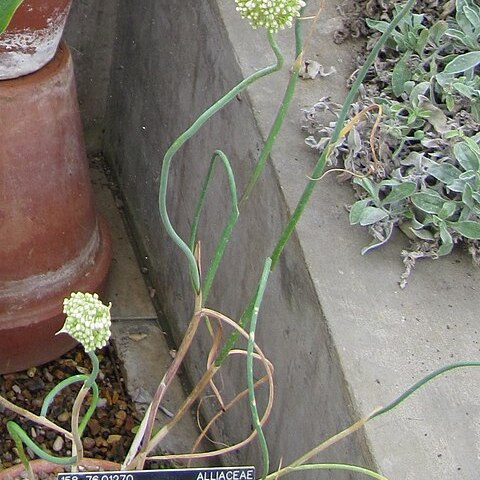 Allium staticiforme unspecified picture