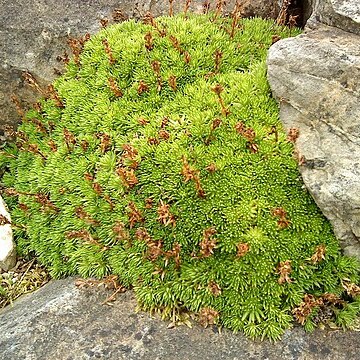 Saxifraga caucasica unspecified picture