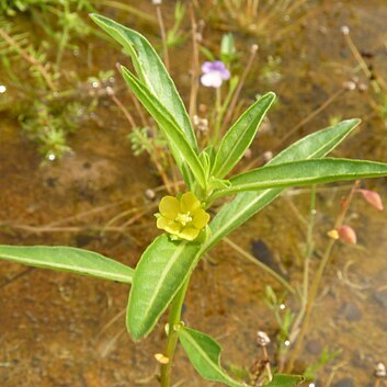 Ludwigia epilobioides unspecified picture