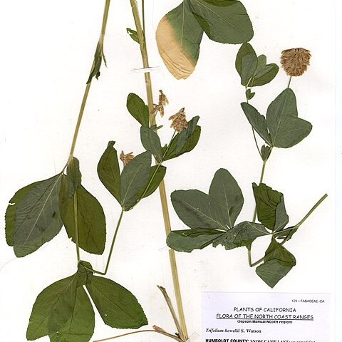 Trifolium howellii unspecified picture