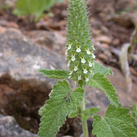 Teucrium lamiifolium d'urv. unspecified picture