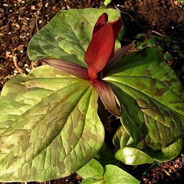 Trillium kurabayashii unspecified picture