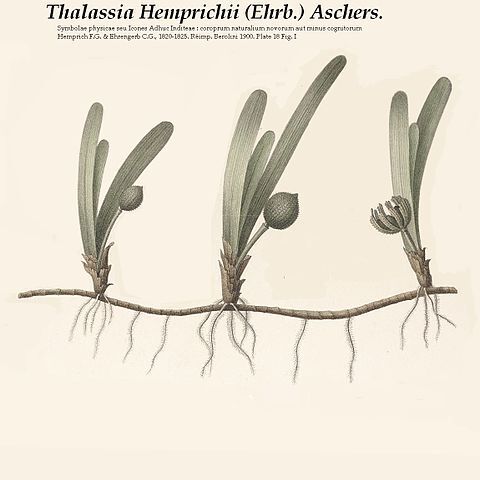 Thalassia unspecified picture