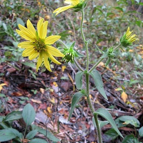 Silphium mohrii unspecified picture