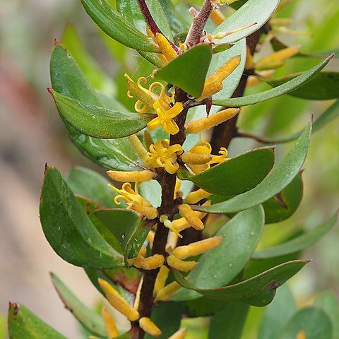 Persoonia oleoides unspecified picture