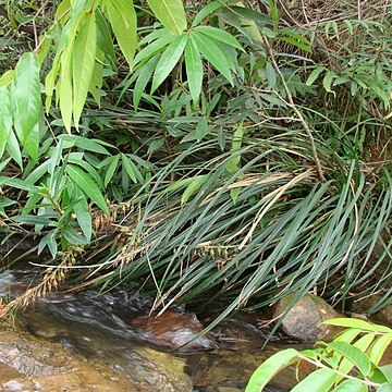 Pitcairnia ulei unspecified picture