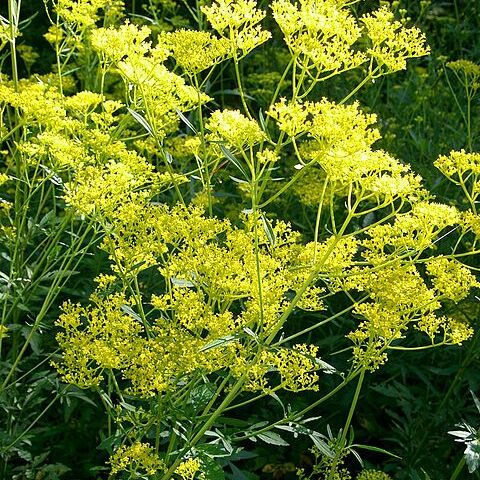 Patrinia scabiosifolia unspecified picture