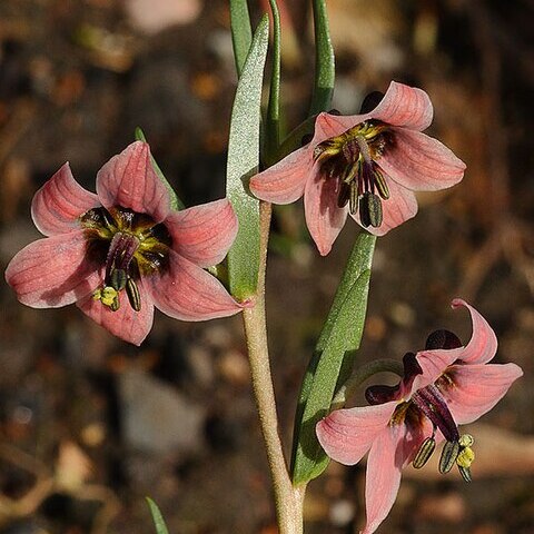 Fritillaria karelinii unspecified picture