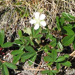 Sibbaldia tridentata unspecified picture