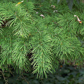 Pseudolarix amabilis unspecified picture