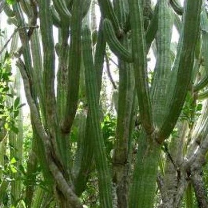 Pilosocereus robinii unspecified picture