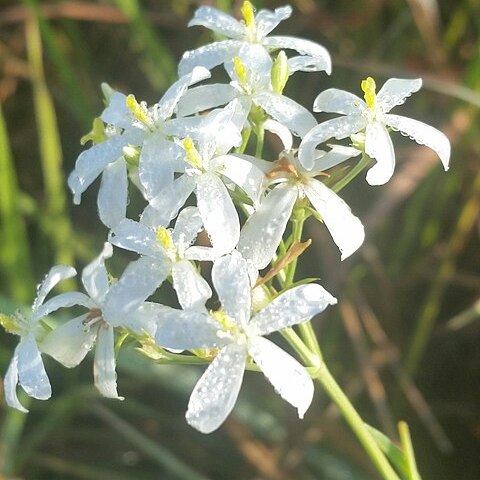 Sabatia difformis unspecified picture