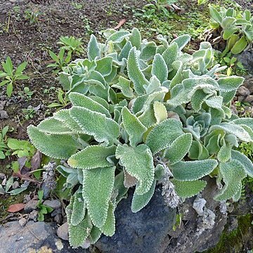 Sideritis gomerae unspecified picture