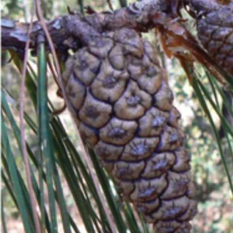 Pinus lumholtzii unspecified picture