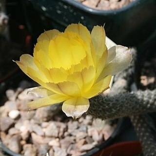 Pterocactus megliolii unspecified picture