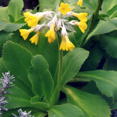 Primula palinuri unspecified picture