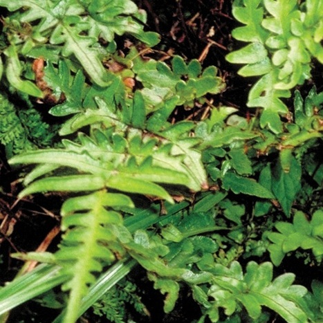 Pteris hivaoaensis unspecified picture