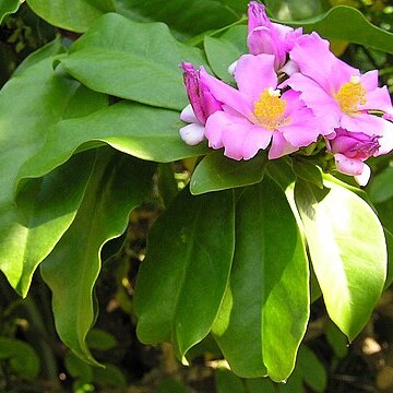 Pereskia grandifolia subsp. grandifolia unspecified picture