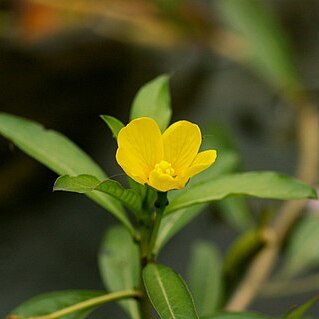 Ludwigia peploides subsp. stipulacea unspecified picture