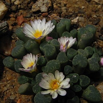 Frithia humilis unspecified picture