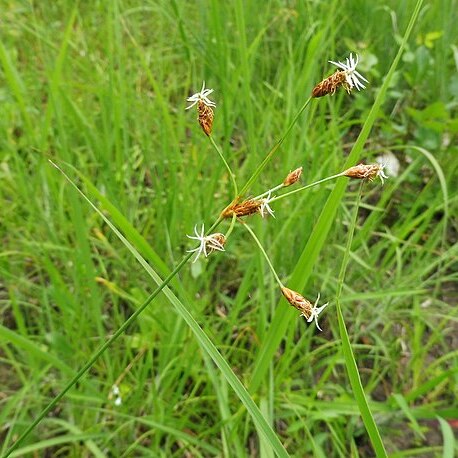 Fimbristylis puberula unspecified picture