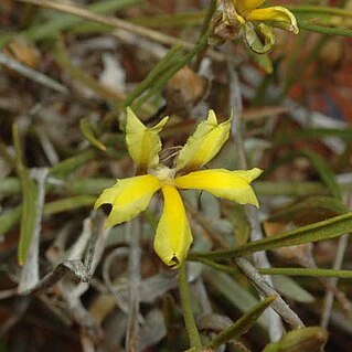 Goodenia fascicularis unspecified picture