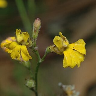 Goodenia macbarronii unspecified picture