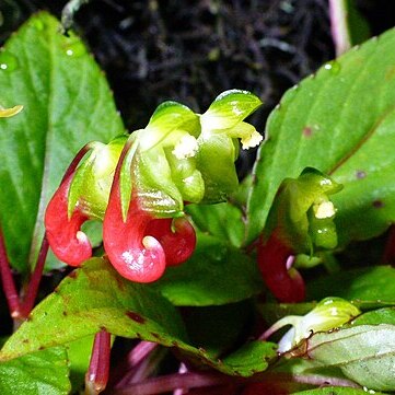 Impatiens parasitica unspecified picture