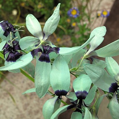 Ixia viridiflora unspecified picture