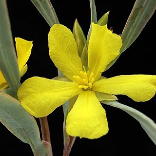 Hibbertia vaginata unspecified picture