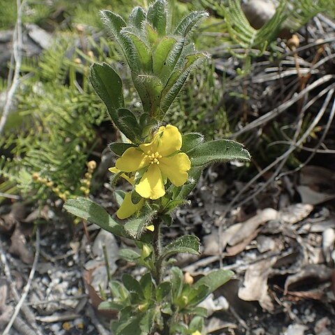 Hibbertia villosa unspecified picture