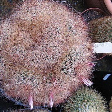 Mammillaria carretii unspecified picture