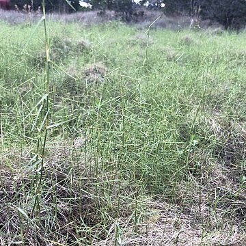 Muhlenbergia utilis unspecified picture