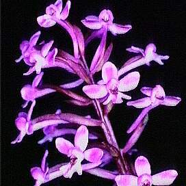 Orchis brancifortii unspecified picture