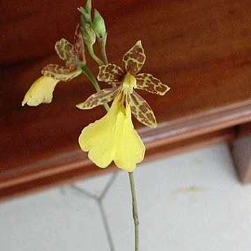 Oncidium graminifolium unspecified picture