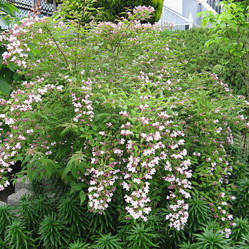 Linnaea amabilis unspecified picture