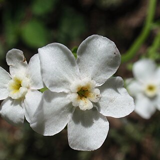 Hackelia californica unspecified picture