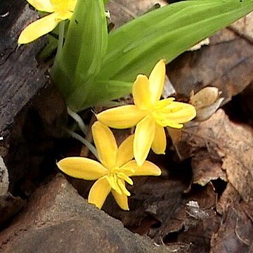 Curculigo orchioides unspecified picture