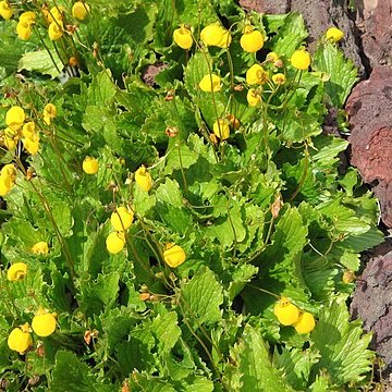 Calceolaria filicaulis unspecified picture