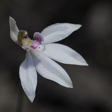 Caladenia maritima unspecified picture