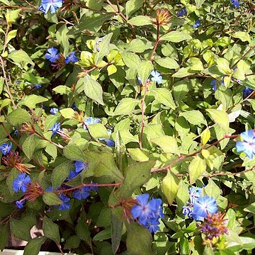 Ceratostigma griffithii unspecified picture