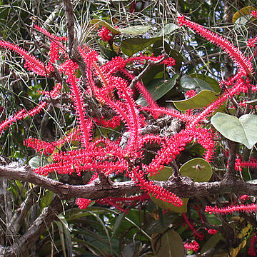 Coccoloba sintenisii unspecified picture