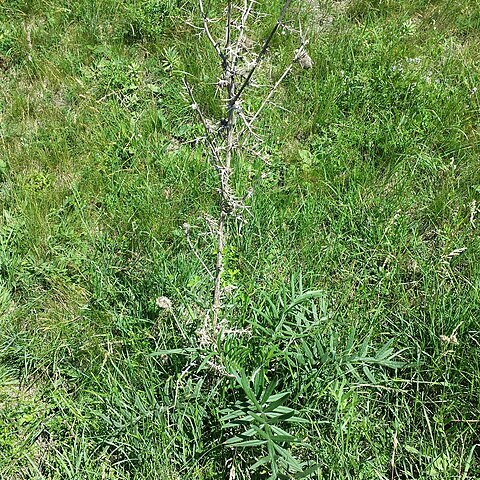 Cirsium boujarti unspecified picture