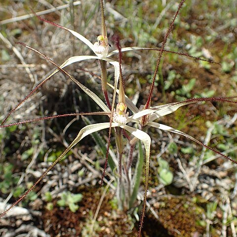 Caladenia paradoxa unspecified picture