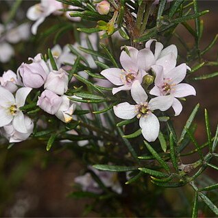 Boronia hemichiton unspecified picture