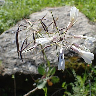 Brassica hilarionis unspecified picture