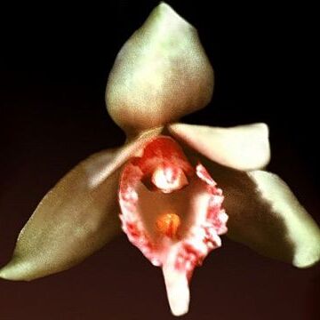 Bifrenaria clavigera unspecified picture