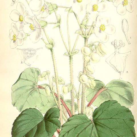 Begonia geranioides unspecified picture