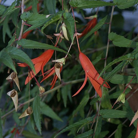 Begonia boliviensis unspecified picture