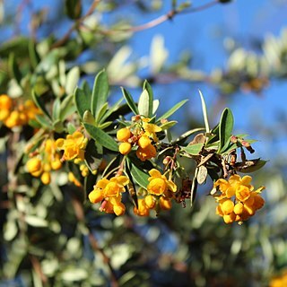 Berberis huertasii unspecified picture